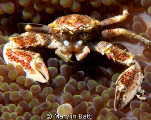 Porcelain Crab by Marylin Batt 